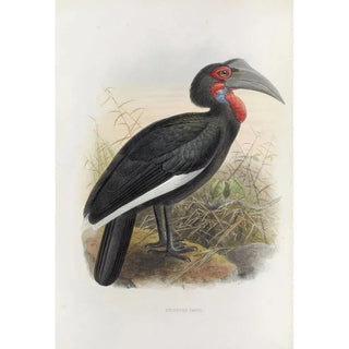 Daniel Giraud Elliot - Bucorvus cafer.webp