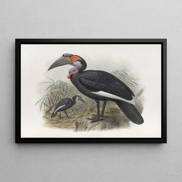 Bucorvus pyrrhops - Daniel Giraud Elliot — gerahmtes Bild an der Wand