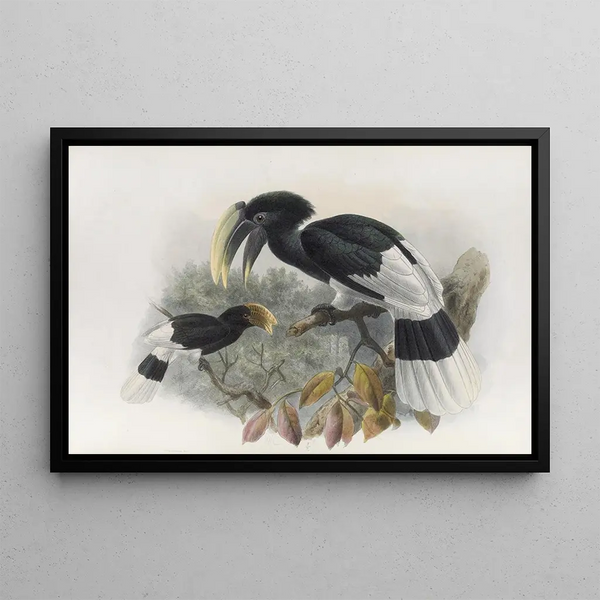 Bycanistes albotibialis - Daniel Giraud Elliot — gerahmtes Bild an der Wand