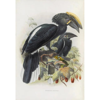 Daniel Giraud Elliot - Bycanistes cristatus.webp