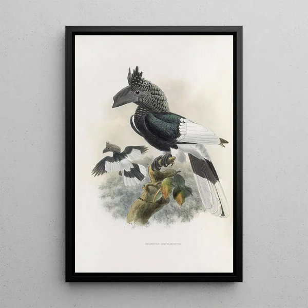 Bycanistes subcylindricus - Daniel Giraud Elliot — gerahmtes Bild an der Wand