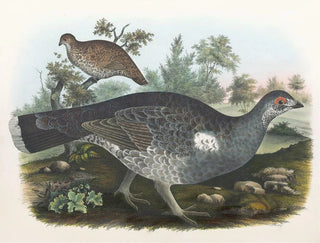 Daniel Giraud Elliot - Dusky Grouse.webp