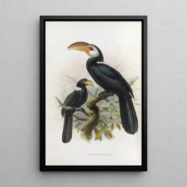 Hydrocissa exarhatus - Daniel Giraud Elliot — gerahmtes Bild an der Wand