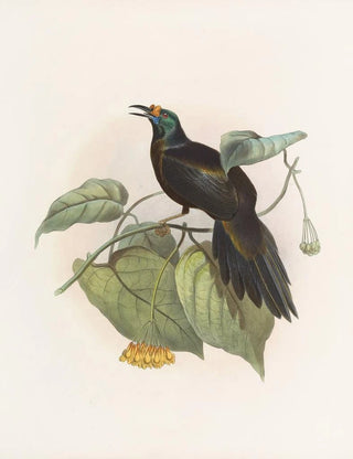 Daniel Giraud Elliot - Paradigalla carunculata.webp