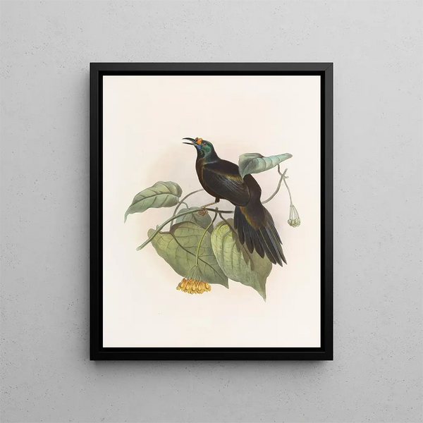 Daniel Giraud Elliot - Paradigalla carunculata.webp