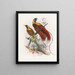 Paradisaea sanguinea - Daniel Giraud Elliot — gerahmtes Bild an der Wand