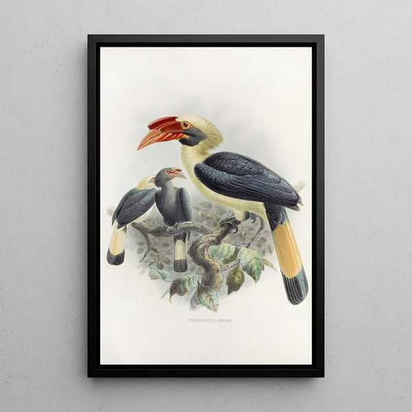 Penelopides affinis - Daniel Giraud Elliot — gerahmtes Bild an der Wand