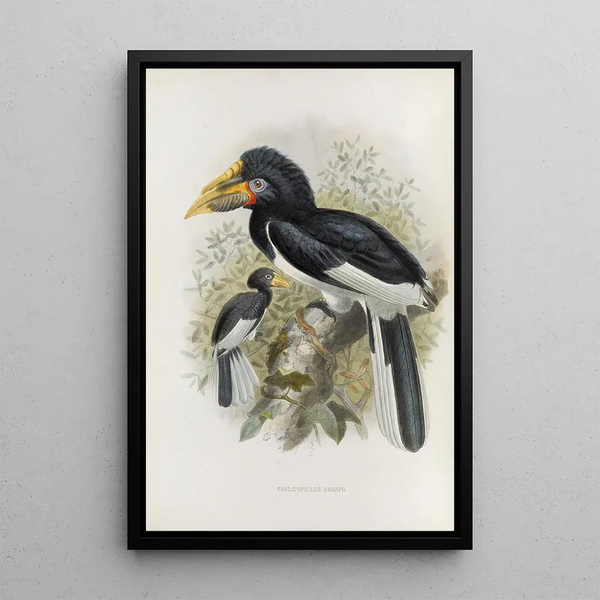 Reproduktion des Gemäldes Pholidophalus sharpii - Daniel Giraud Elliot