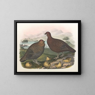 Daniel Giraud Elliot - Red Grouse.webp