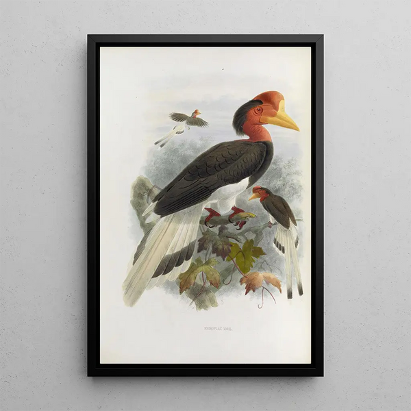 Rhinoplax vigil - Daniel Giraud Elliot — gerahmtes Bild an der Wand