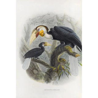 Daniel Giraud Elliot - Rhytidoceros undulatus.webp