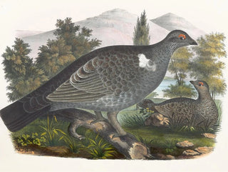 Daniel Giraud Elliot - Richardsons Grouse.webp