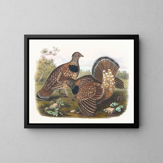 Daniel Giraud Elliot - Sabines Grouse.webp