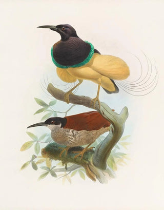Daniel Giraud Elliot - Seleucides alba.webp
