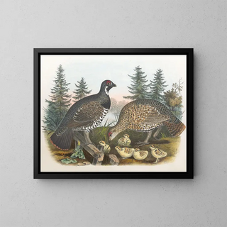 Daniel Giraud Elliot - Spruce Grouse.webp