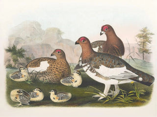 Daniel Giraud Elliot - The Willow Grouse.webp