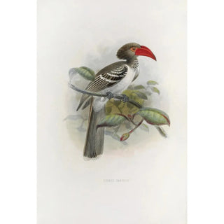 Daniel Giraud Elliot - Tockus camurus.webp
