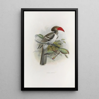 Daniel Giraud Elliot - Tockus camurus.webp