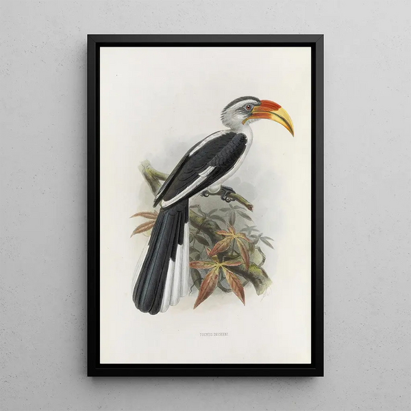 Tockus deckeni - Daniel Giraud Elliot — quadro incorniciato alla parete