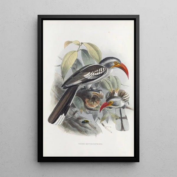 Tockus erythrorhynchus - Daniel Giraud Elliot — quadro incorniciato alla parete