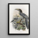 Tockus gingalensis - Daniel Giraud Elliot — gerahmtes Bild an der Wand