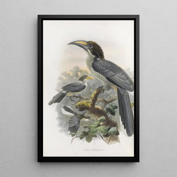 Tockus gingalensis - Daniel Giraud Elliot — quadro incorniciato alla parete