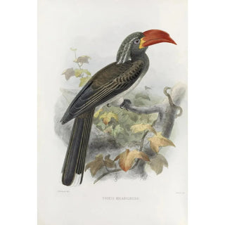 Daniel Giraud Elliot - Tockus melanoleucus.webp
