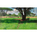 Riproduzione del dipinto Nella savana dell'Africa orientale - Wilhelm Kuhnert