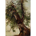 Studio di un cedro - David Johnson — vista dell’opera