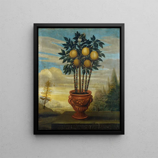 David von Cln - Orange tree in an urn.webp