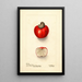 Anacardium occidentale - Deborah Griscom Passmore — gerahmtes Bild an der Wand