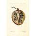 Annona cherimola - Deborah Griscom Passmore — vista dell’opera