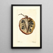 Annona cherimola - Deborah Griscom Passmore — quadro incorniciato alla parete