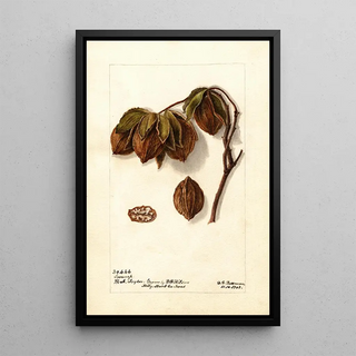 Deborah Griscom Passmore - Carya Swamp.webp