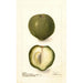 Casimiroa edulis - Deborah Griscom Passmore — vista dell’opera