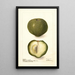 Casimiroa edulis - Deborah Griscom Passmore — quadro incorniciato alla parete