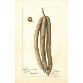 Deborah Griscom Passmore - Cecropia palmata.webp