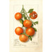 Citrus Calamondian - Deborah Griscom Passmore — vista dell’opera