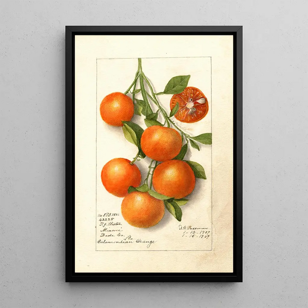 Citrus Calamondian - Deborah Griscom Passmore — gerahmtes Bild an der Wand