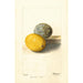 Citrus limon - Deborah Griscom Passmore — Ansicht des Kunstwerks