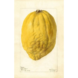Deborah Griscom Passmore - Citrus medica.webp