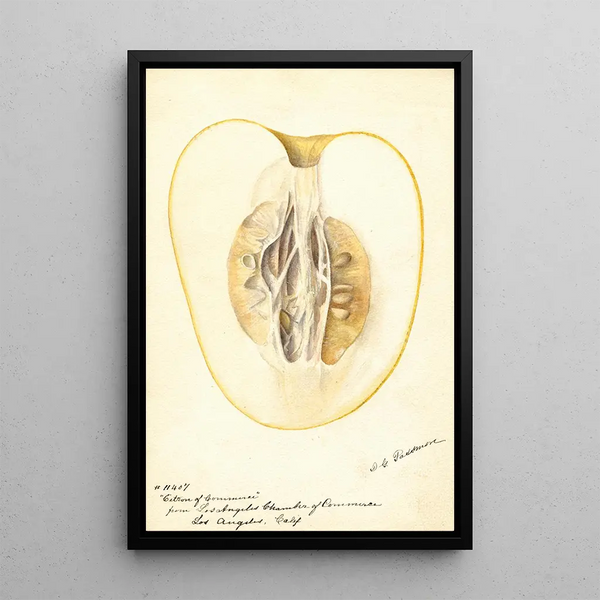 Reproduktion des Gemäldes Citrus medica Citron de commerce - Deborah Griscom Passmore