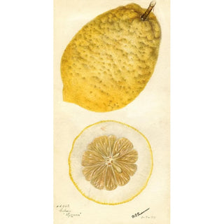 Deborah Griscom Passmore - Citrus medica Lyman.webp