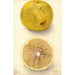 Citrus paradisi Ellen - Deborah Griscom Passmore — vista dell’opera