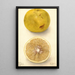 Citrus paradisi Ellen - Deborah Griscom Passmore — quadro incorniciato alla parete