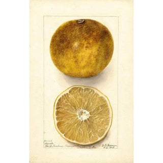 Deborah Griscom Passmore - Citrus paradisi Scrubs.webp