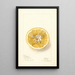 Citrus paradisi Thornton No - Deborah Griscom Passmore — quadro incorniciato alla parete