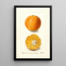 Citrus sinensis brasiliano - Deborah Griscom Passmore — quadro incorniciato alla parete