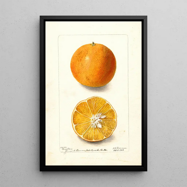 Citrus sinensis Brazilian - Deborah Griscom Passmore — gerahmtes Bild an der Wand