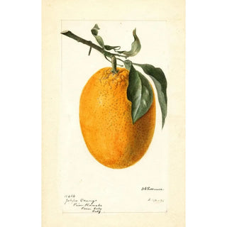 Deborah Griscom Passmore - Citrus sinensis Joppa.webp